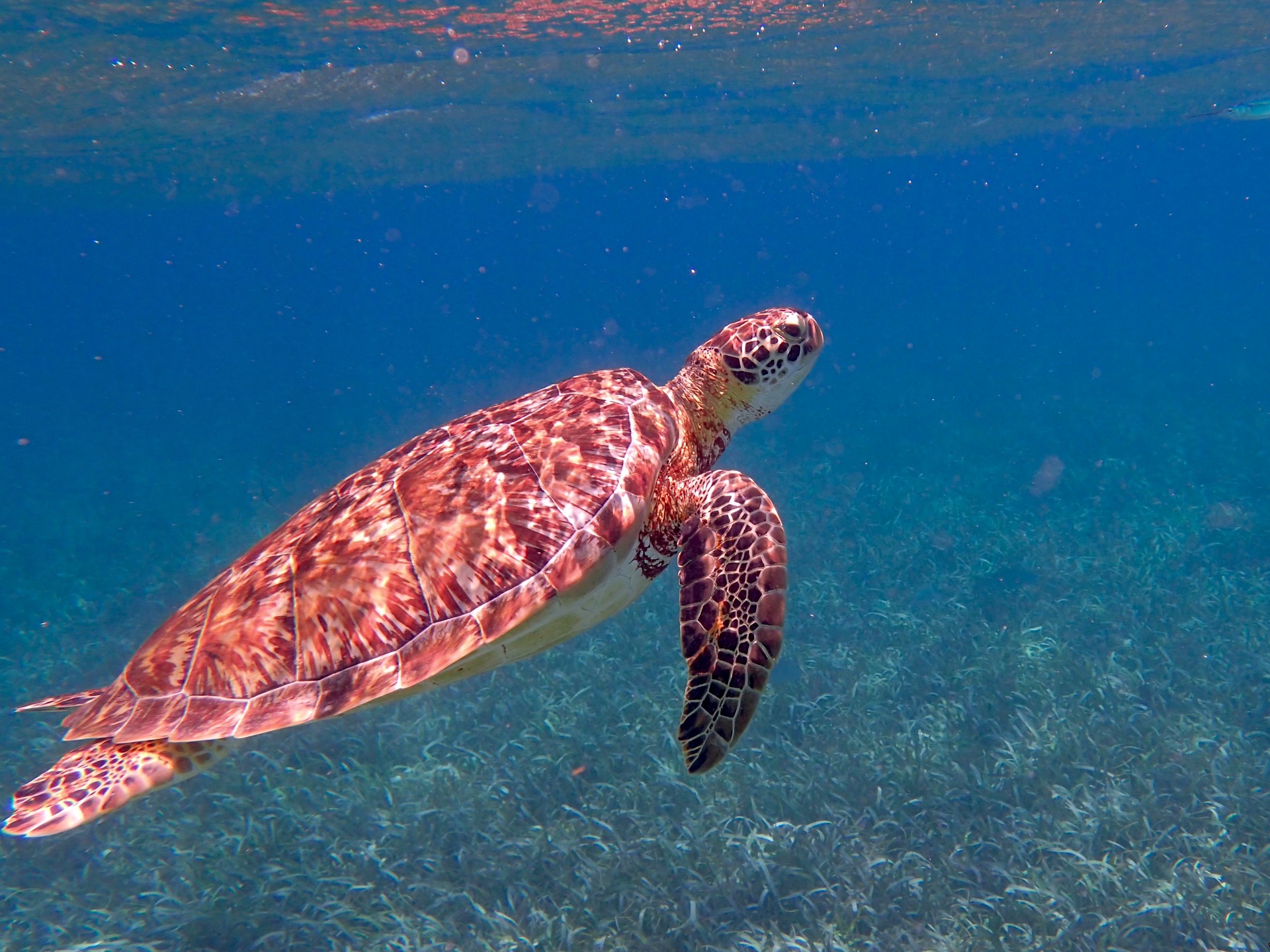 Belize Barrier Reef Turtle