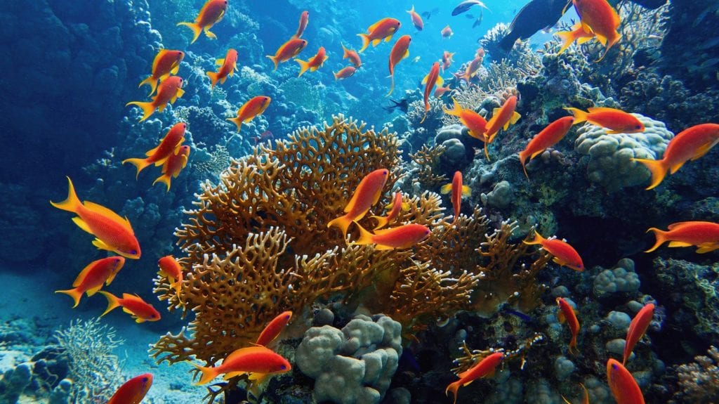 UNESCO World Heritage Site: Great Barrier Reef