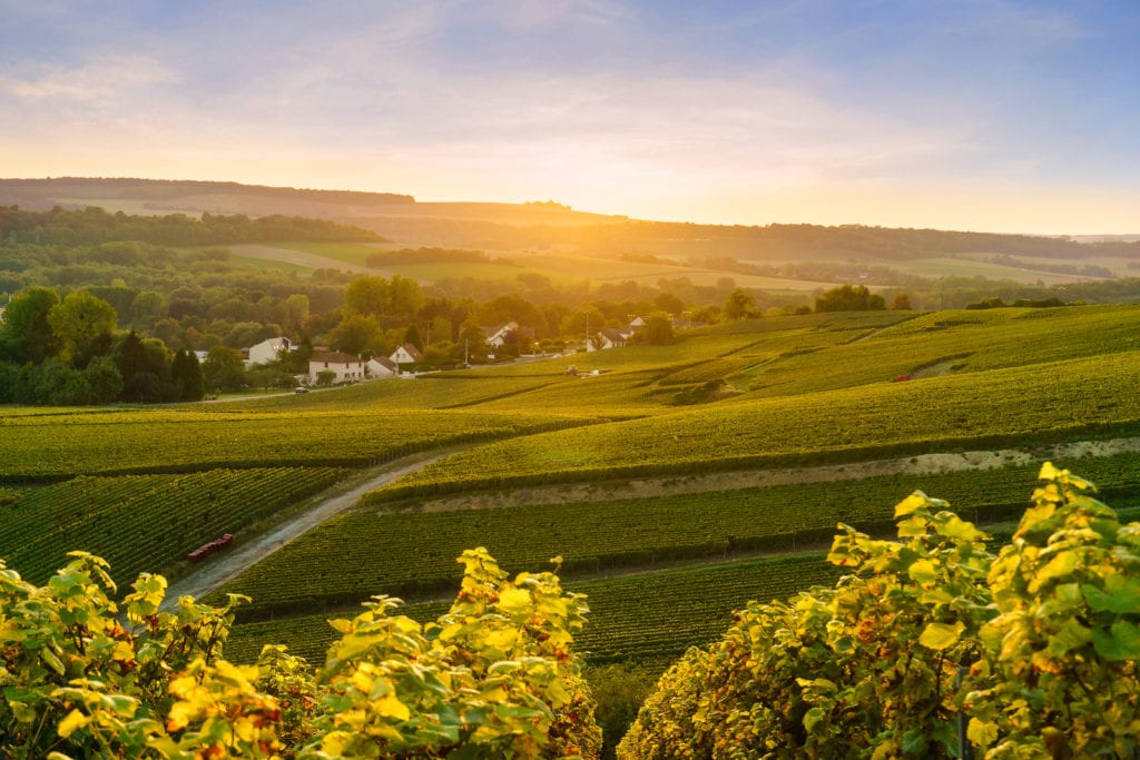 Scenic landscape in the Champagne at sunrise time Vineyards in the Montagne de Reims France.
