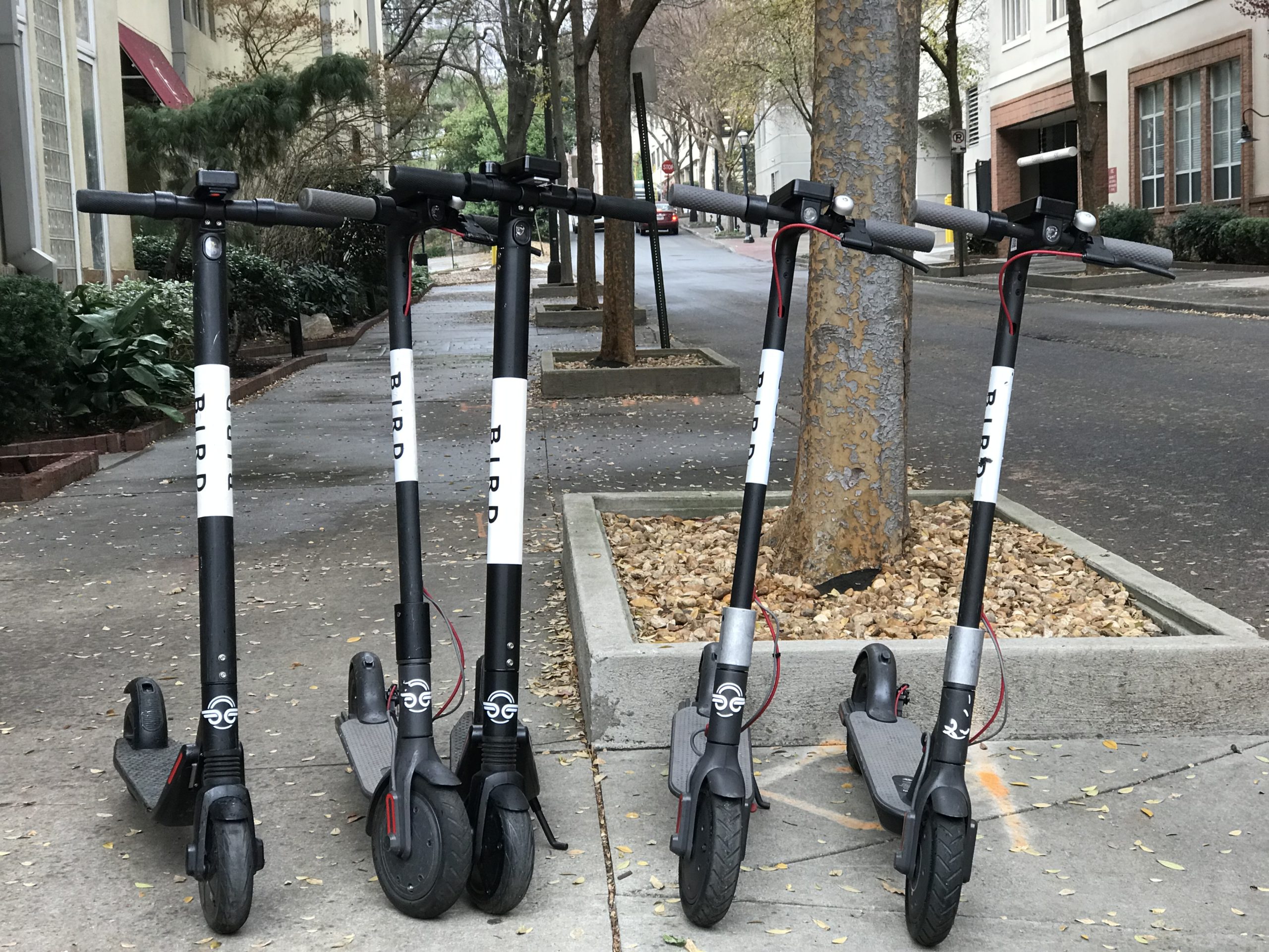 Bird Scooters in Atlanta