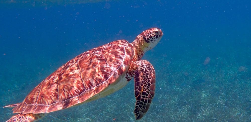 Belize Barrier Reef Turtle