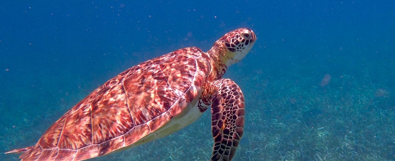 Belize Barrier Reef Turtle