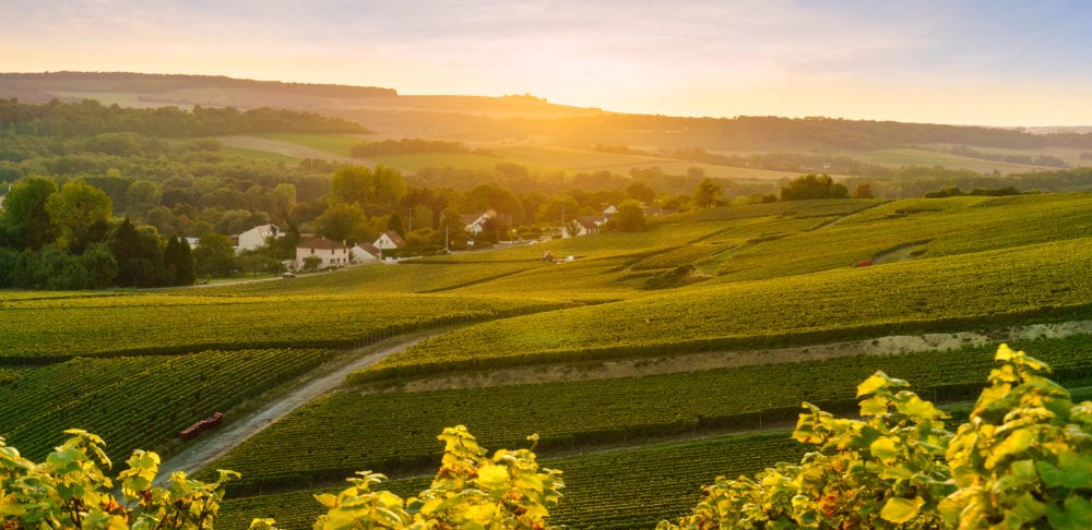 Scenic landscape in the Champagne at sunrise time Vineyards in the Montagne de Reims France.
