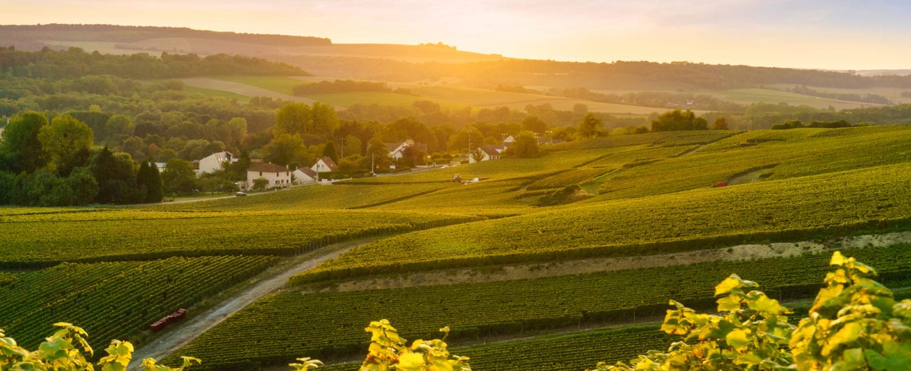 Scenic landscape in the Champagne at sunrise time Vineyards in the Montagne de Reims France.