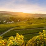 Scenic landscape in the Champagne at sunrise time Vineyards in the Montagne de Reims France.