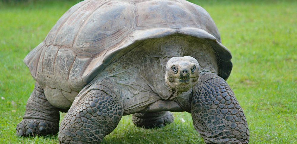 Aldabra Atoll, Seychelles