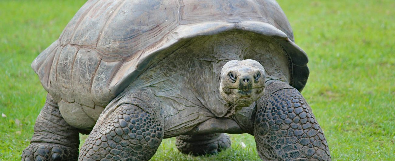 Aldabra Atoll, Seychelles