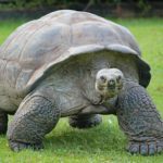 Aldabra Atoll, Seychelles