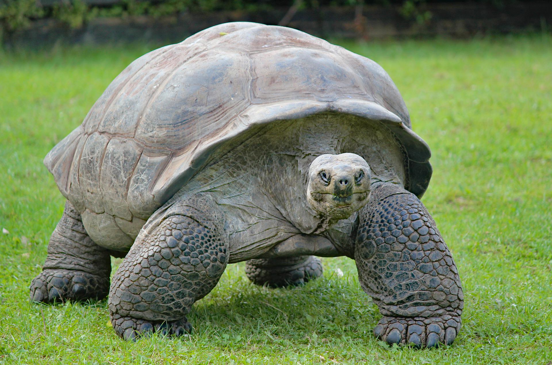 Aldabra Atoll, Seychelles