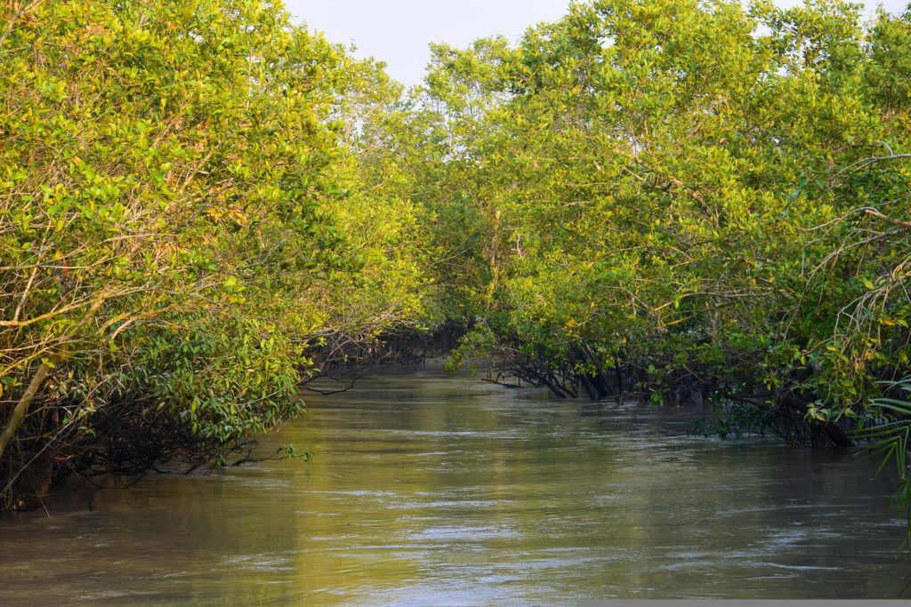 Sundarbans, Bangladesh