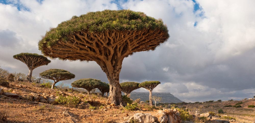dragon tree in the Socotra Archipelago, Yemen