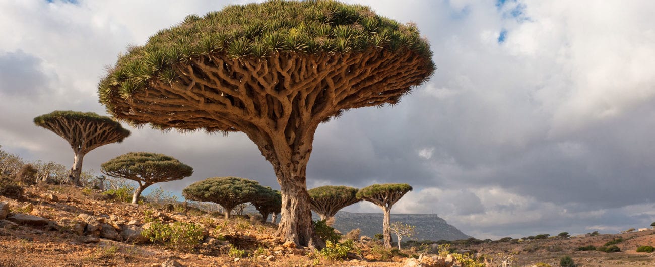 dragon tree in the Socotra Archipelago, Yemen