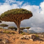 dragon tree in the Socotra Archipelago, Yemen