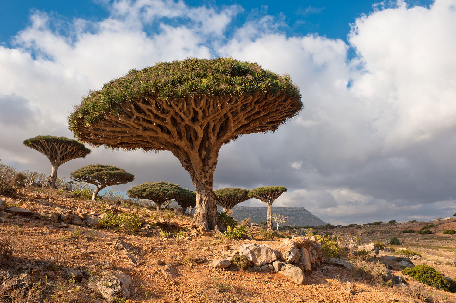 dragon tree in the Socotra Archipelago, Yemen