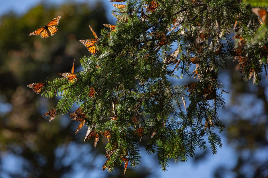 UNESCO World Heritage Site - Monarch Butterfly Biosphere Reserve, Mexico