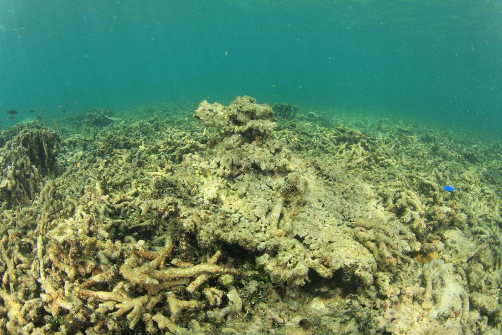 Dead coral destroyed by coral bleaching.