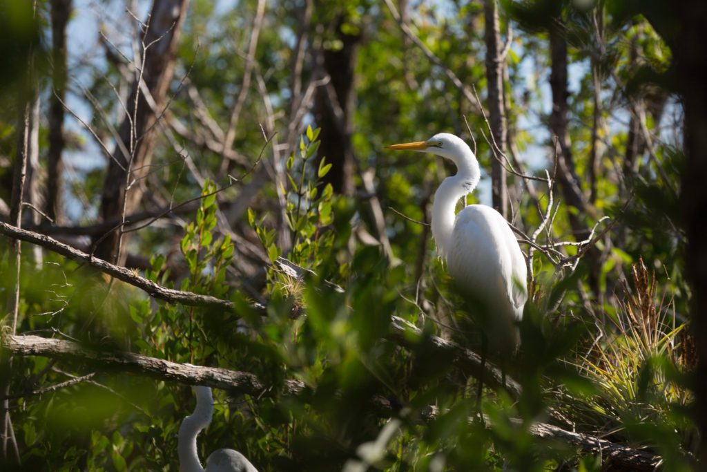 Everglades National Park, United States of America