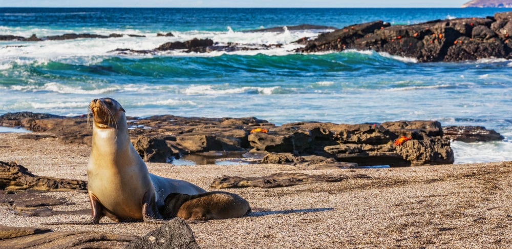 Galapagos sea lion pup breastfeeding closeup of female sea lion
