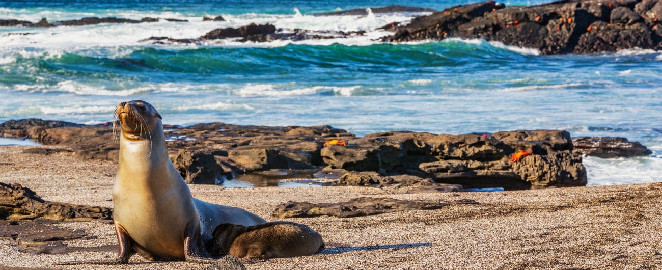 Galapagos sea lion pup breastfeeding closeup of female sea lion