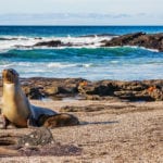 Galapagos sea lion pup breastfeeding closeup of female sea lion