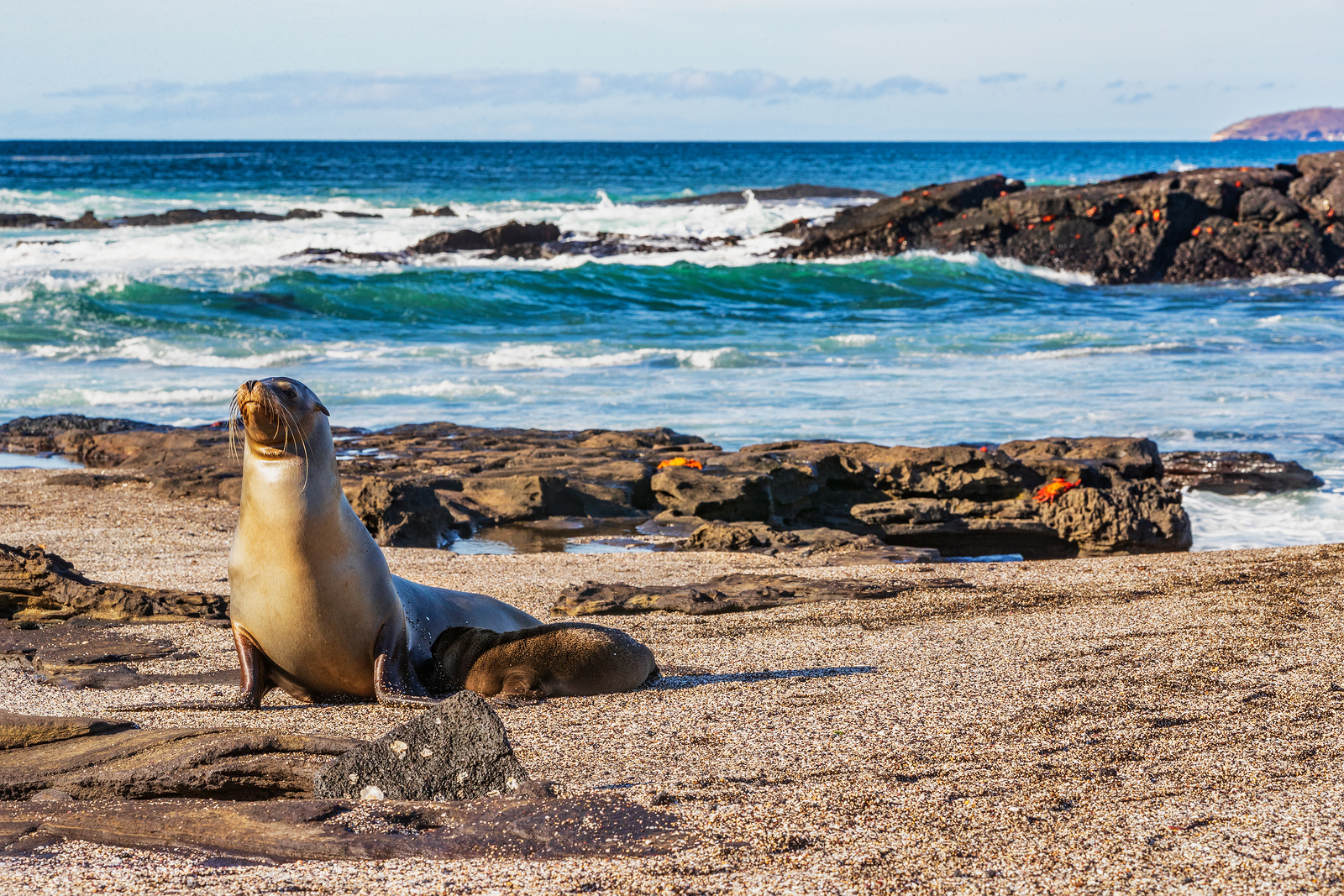 Galapagos sea lion pup breastfeeding closeup of female sea lion