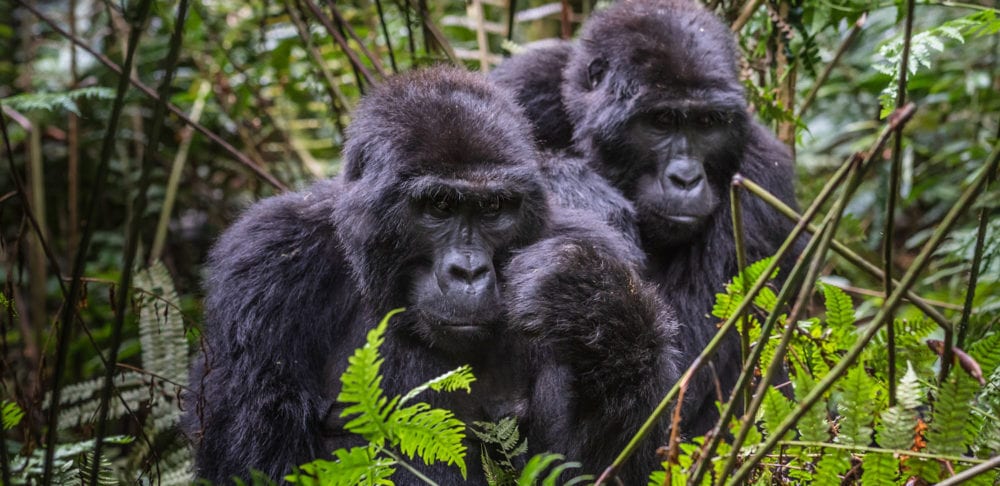 Bwindi Impenetrable National Park is home to endangered mountain gorillas.