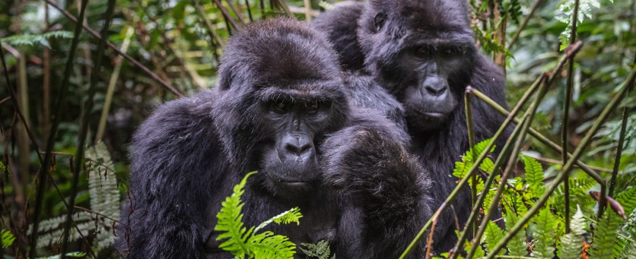 Bwindi Impenetrable National Park is home to endangered mountain gorillas.
