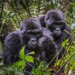 Bwindi Impenetrable National Park is home to endangered mountain gorillas.