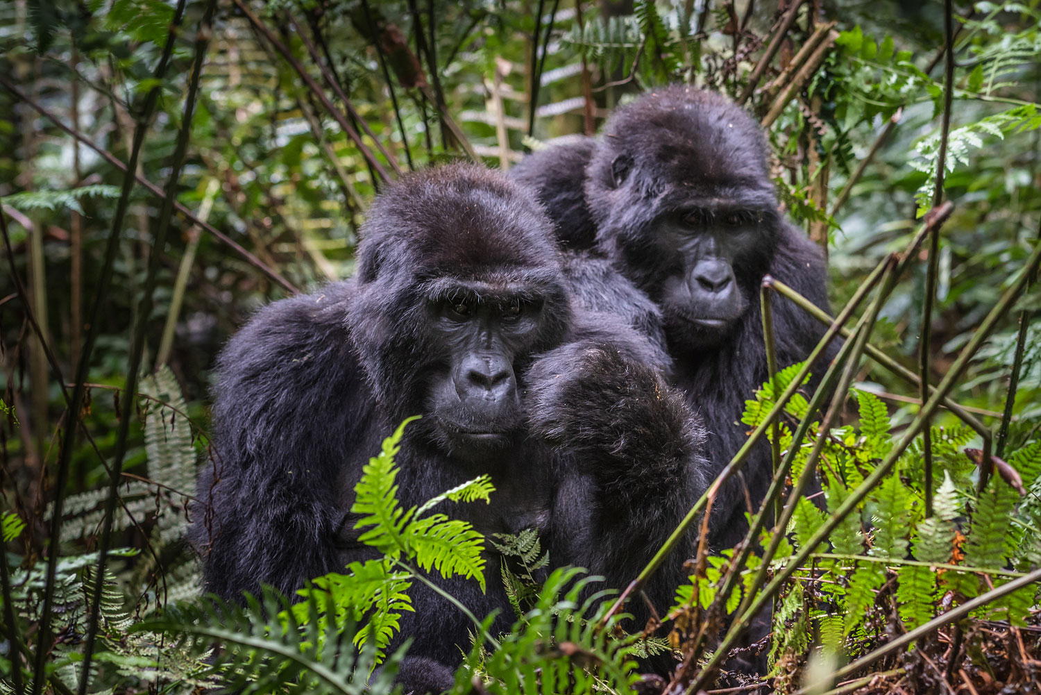 Bwindi Impenetrable National Park is home to endangered mountain gorillas.