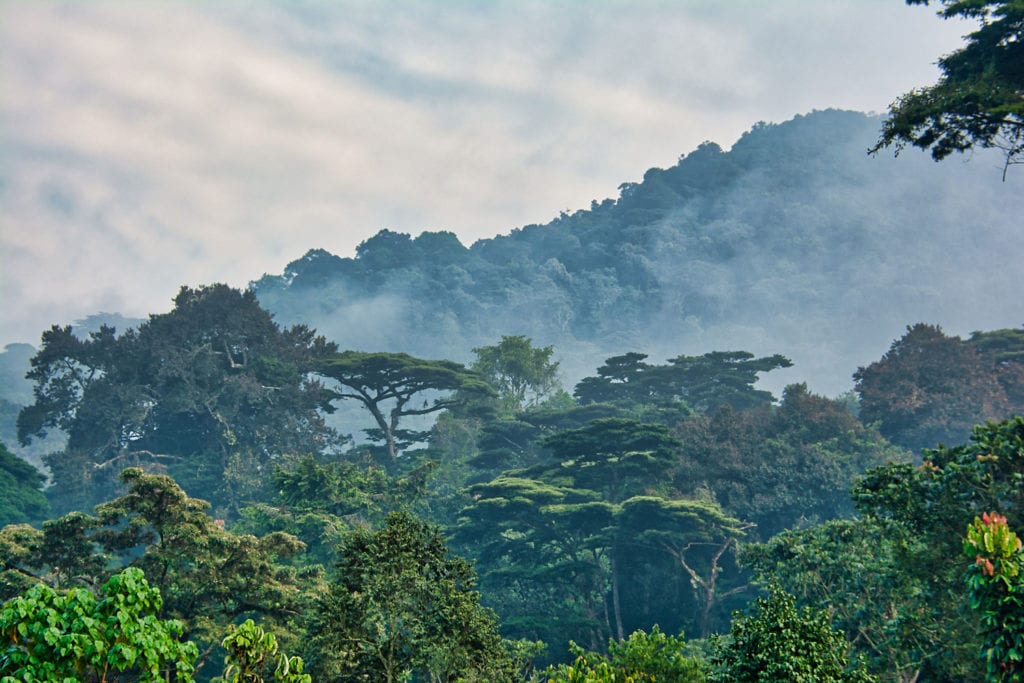 Bwindi Impenetrable National Park in Uganda