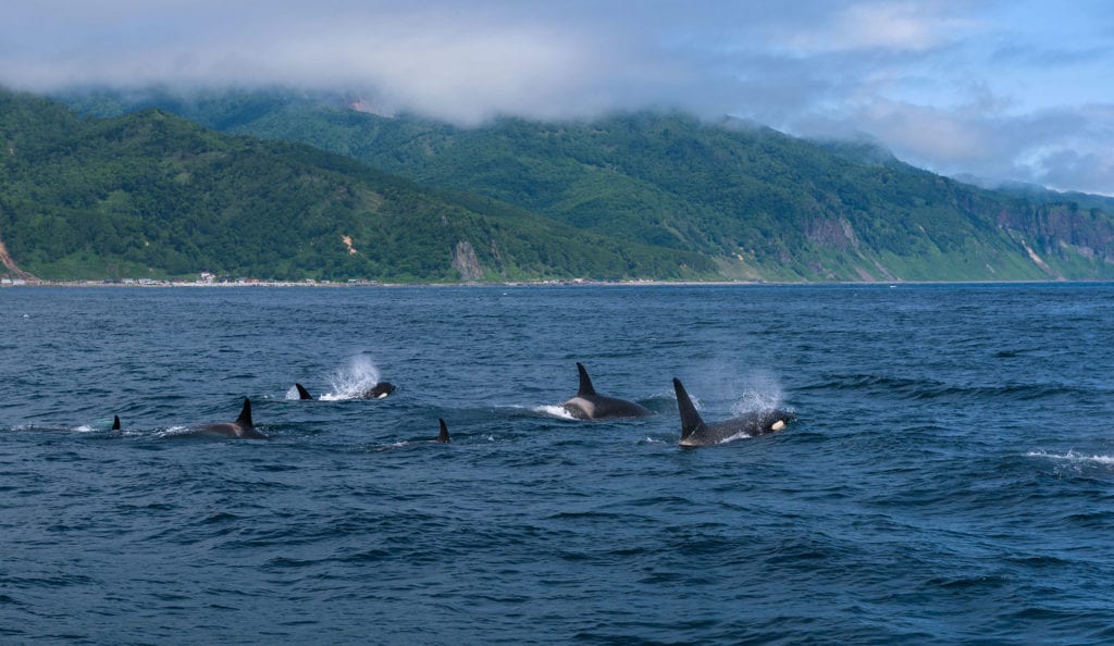 A group of Killer Whales swimming in the sea of Okhotsk near the Shiretoko Peninsula, Hokkaido, Japan