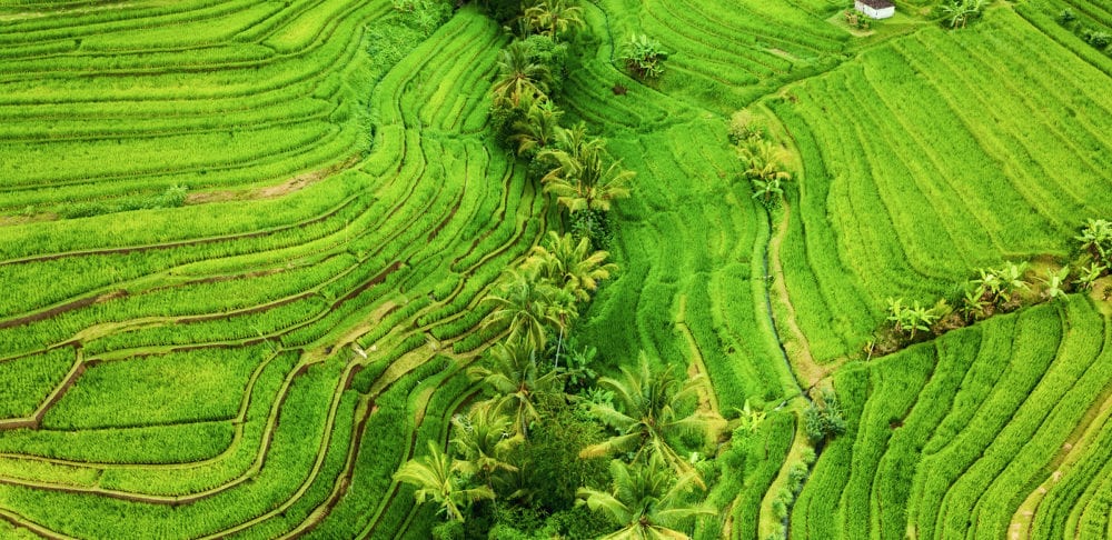 Aerial View Of UNESCO World Heritage Site in Bali of Rice Terraces.