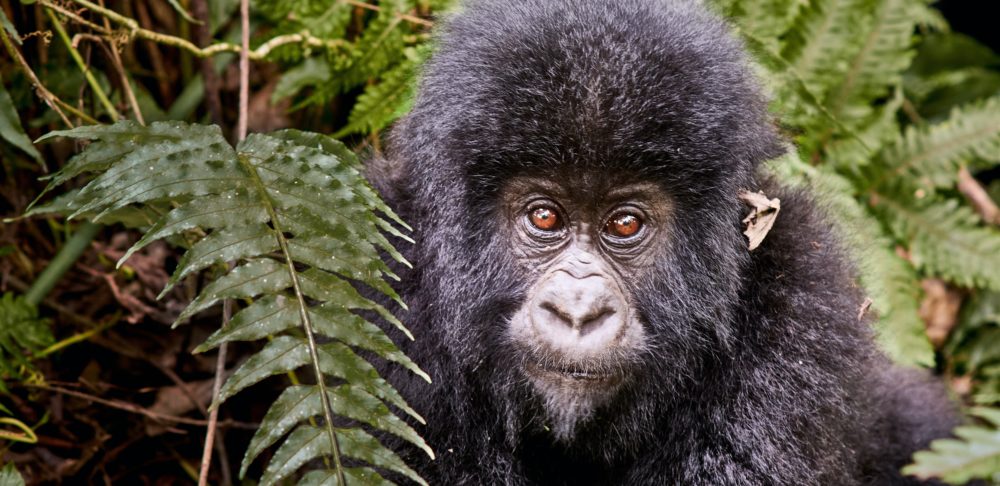 Mountain gorilla in Virunga National Park