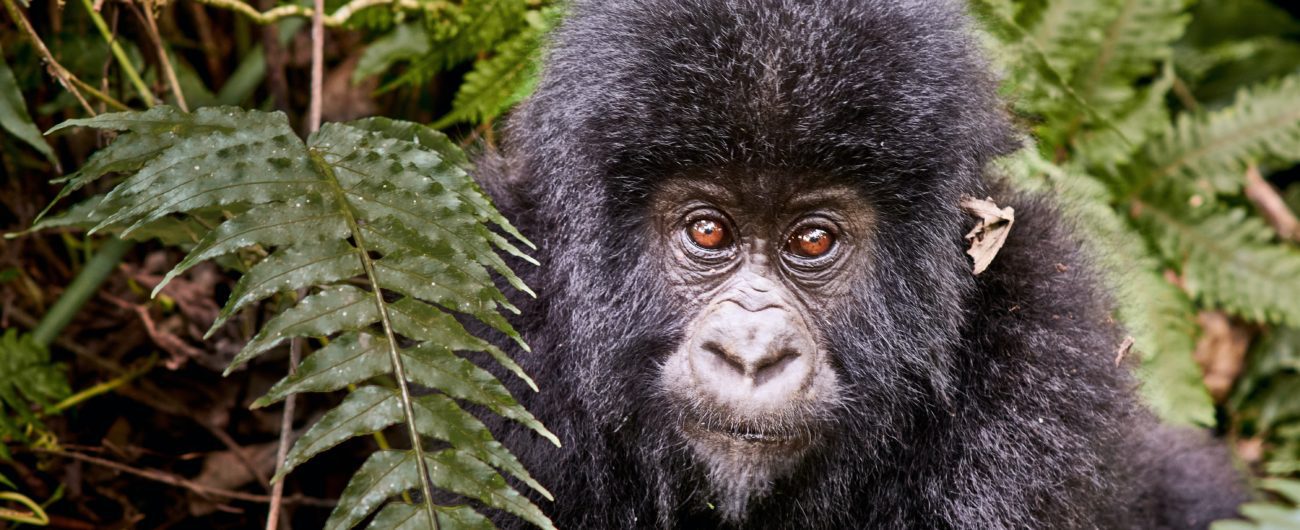 Mountain gorilla in Virunga National Park