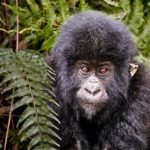 Mountain gorilla in Virunga National Park