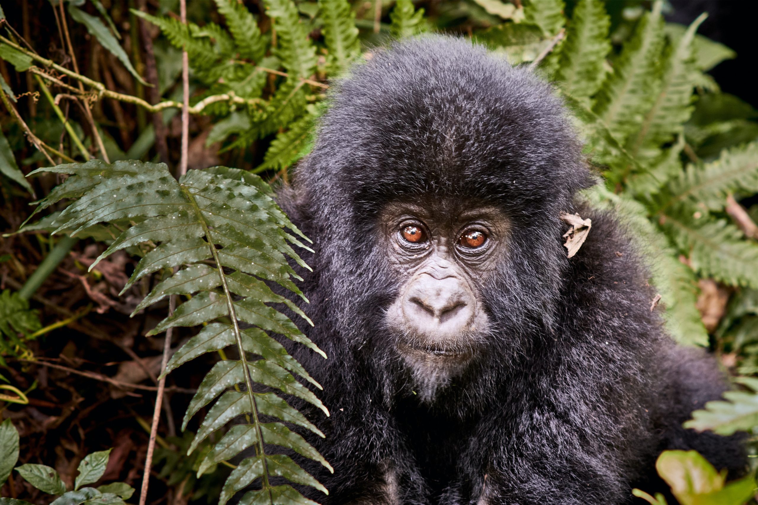 Mountain gorilla in Virunga National Park