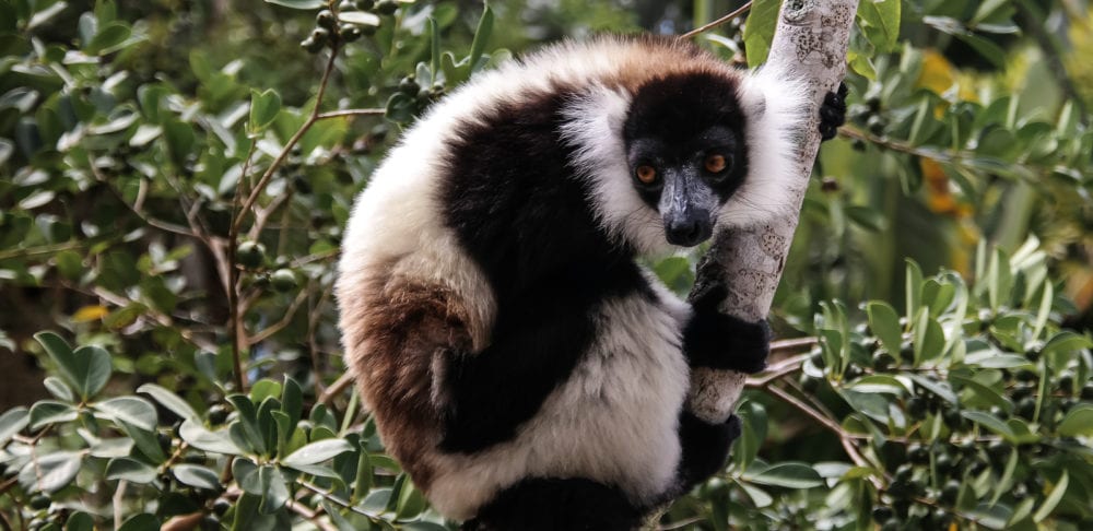 Portrait Of Black-and-white Ruffed Lemur