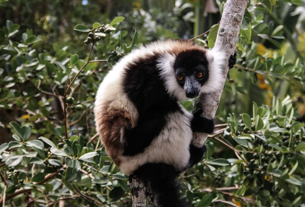 Portrait Of Black-and-white Ruffed Lemur