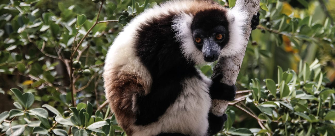 Portrait Of Black-and-white Ruffed Lemur