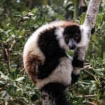 Portrait Of Black-and-white Ruffed Lemur