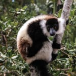 Portrait Of Black-and-white Ruffed Lemur