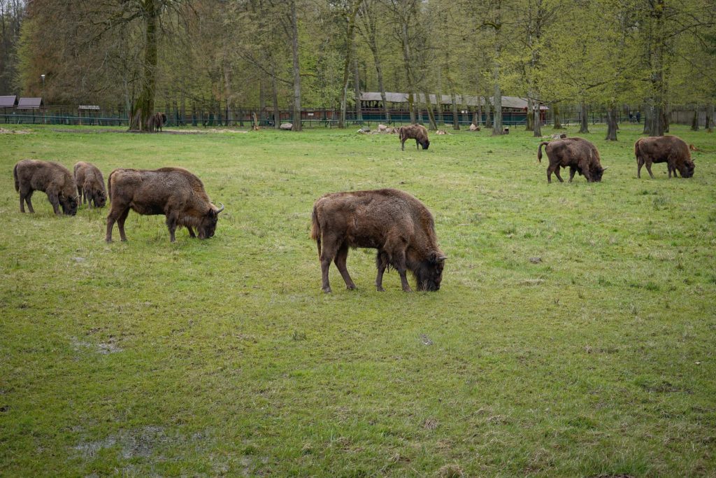 Bialowieza Forest bisons.