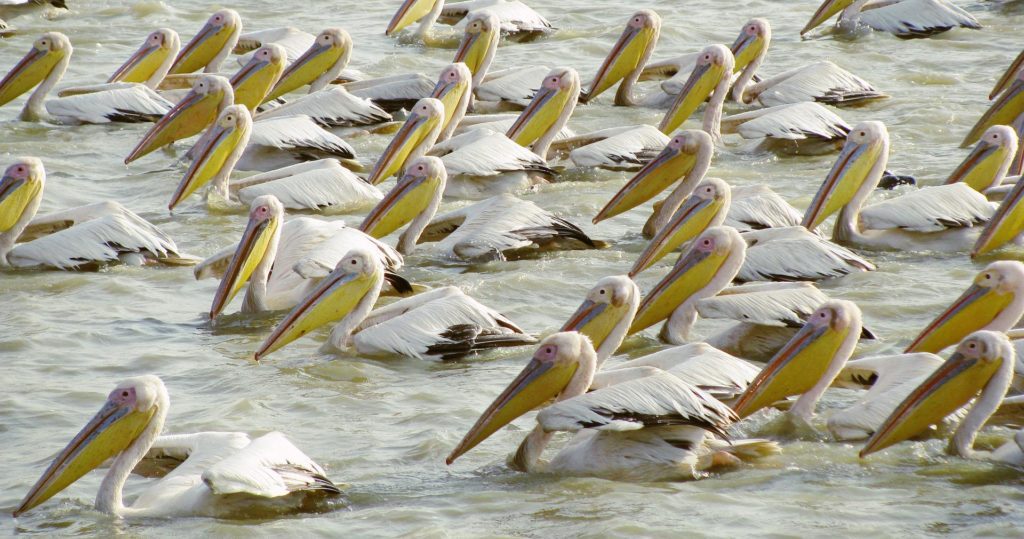 Djoudj National Bird Sanctuary