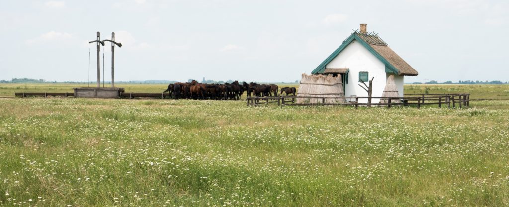 Hortobágy National Park - the Puszta