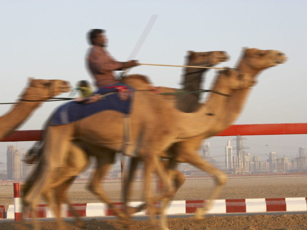 Camel racing in UAE and Oman is intangible cultural heritage