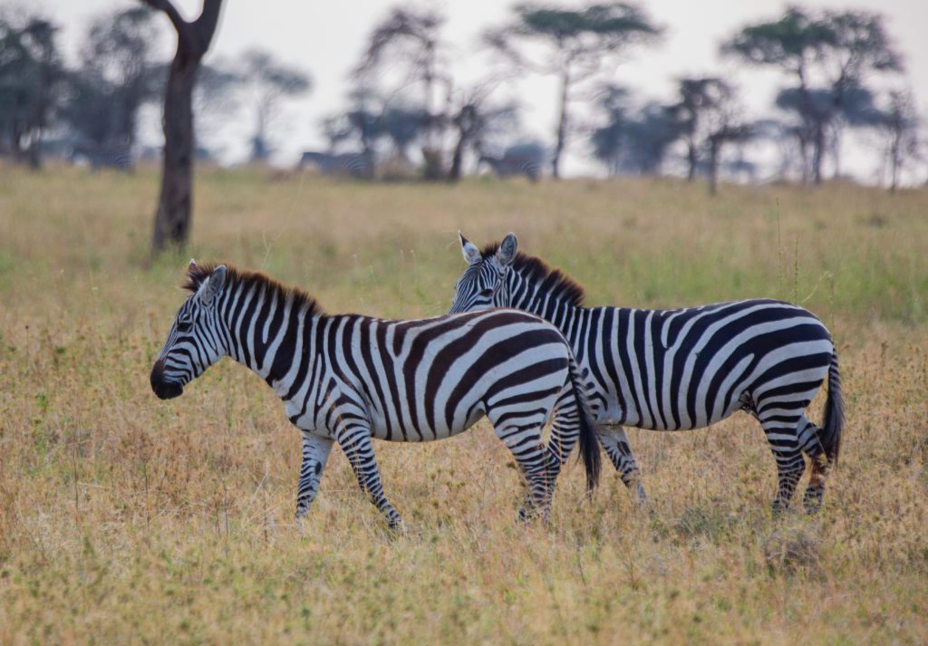 Zebra's on the plains of the Serengeti in Tanzania