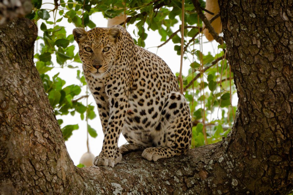 A leopard in the trees in the Serengeti.