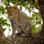 A leopard in the trees in the Serengeti.