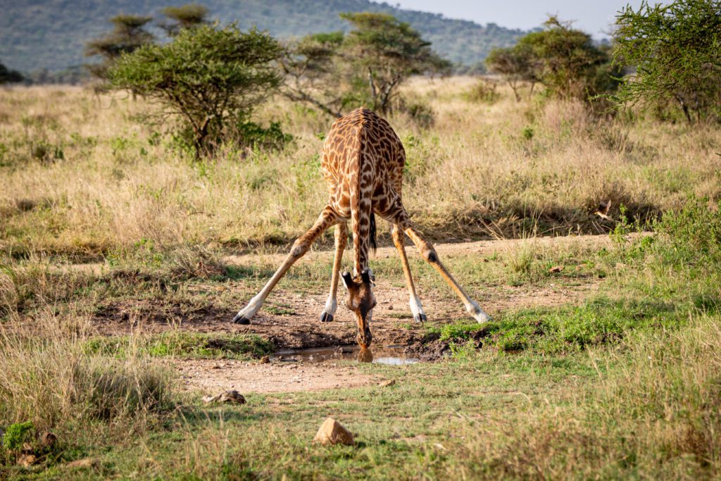 Giraffe getting a drink of water in the Serengeti