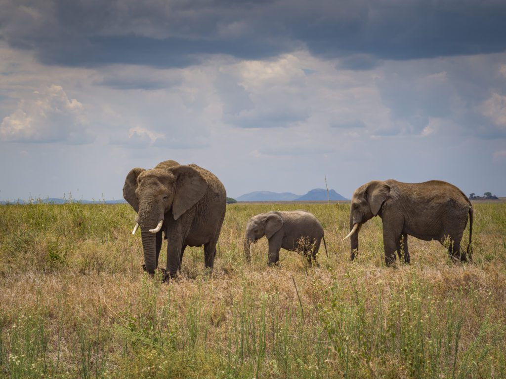 Elephants in the Serengeti